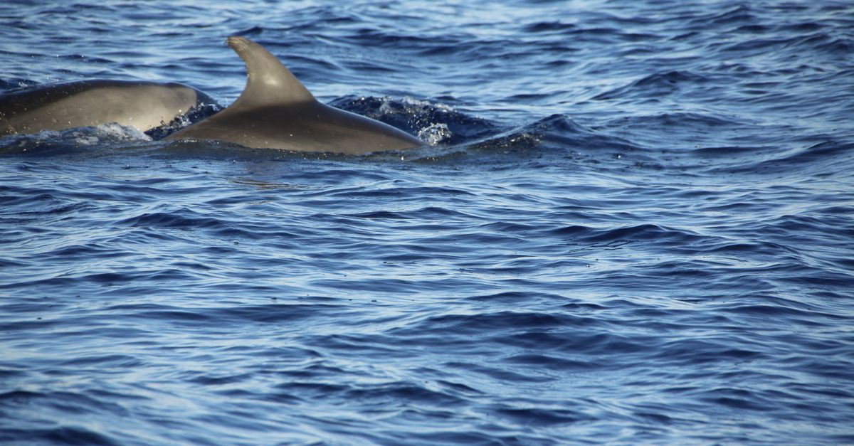 Nage avec les dauphins à l'Île Maurice