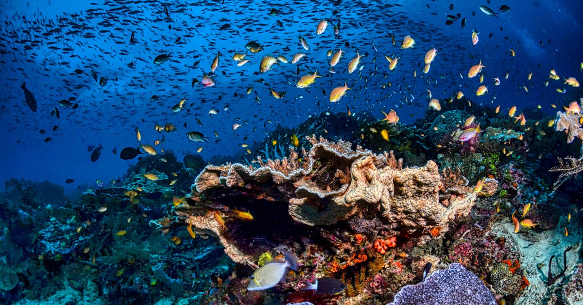 Plongée & snorkeling à l'Île Maurice