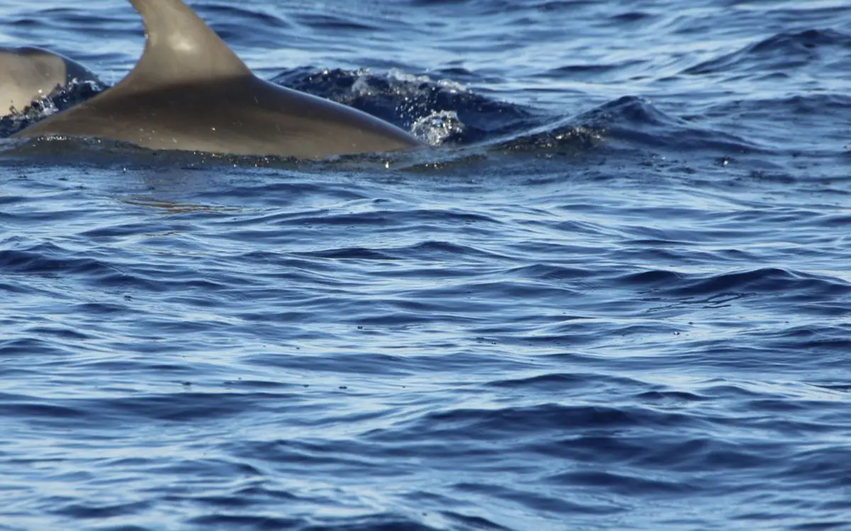 Dauphins