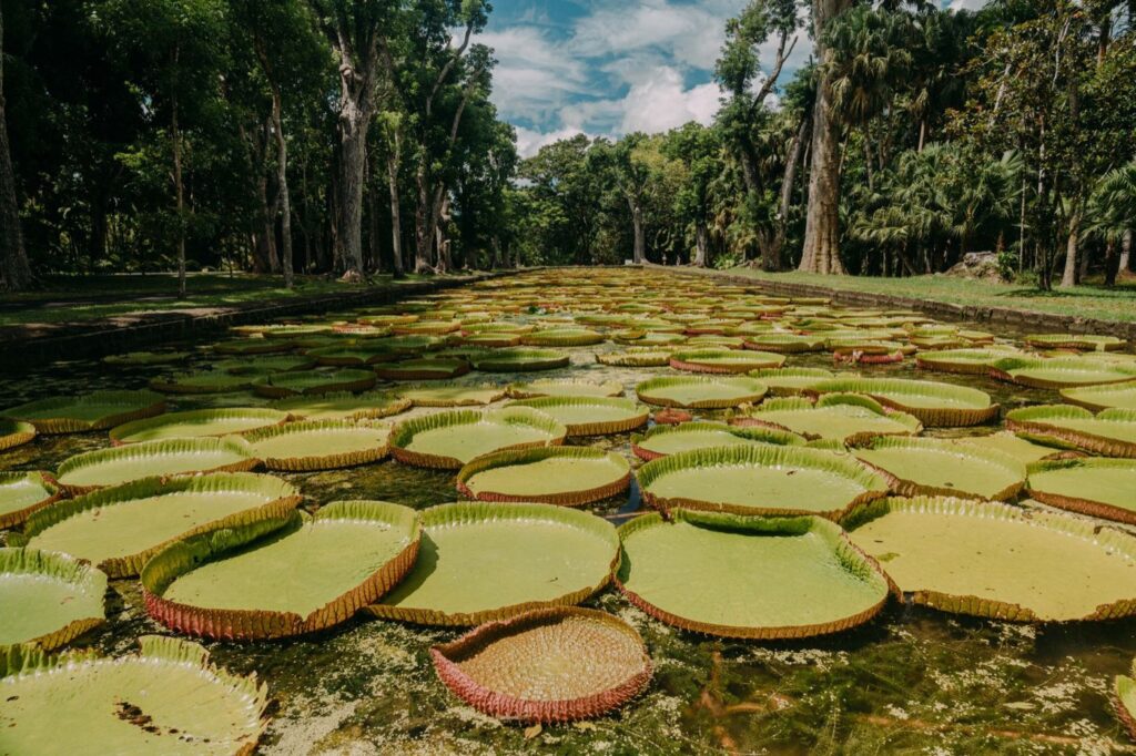 Excursion au départ de Pamplemousses : visite du jardin SSR